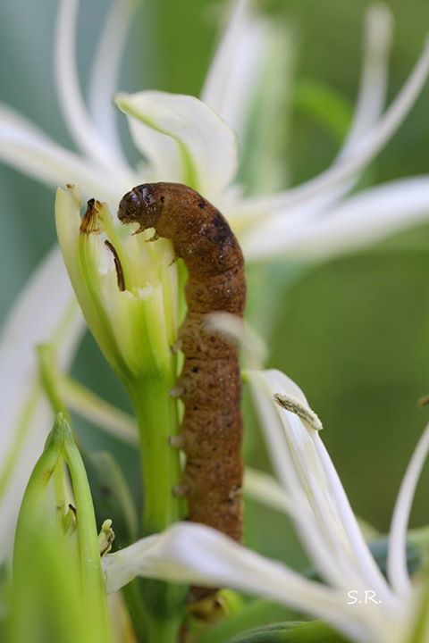 che sar mai questo divoratore di Pancratium illyricum ? 